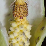 Die Schmetterlingsmücken (Pericoma sp.) sind für einige Zeit in der Gleitfallenblüte des Aronstabs (Arum maculatum) durch einen Kranz Reusenhaare gefangen. Sie befruchten mittels des mitgebrachten fremden Pollens die weiblichen Einzelblüten im unteren Teil der Kesselfalle. Danach werden sie von den aufplatzenden Staubbeuteln im oberen Teil mit neuem Pollen bepudert. Anschließend wird der Reusenkranz zurückgebildet und die Insekten sind frei.
