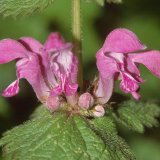 Die rot-violetten Lippenblüten der Gefleckten Taubnessel (Lamium maculatum) weisen Blütenlippen mit Fleckenmuster auf.