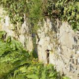 Am nähstoffreichen Mauerfuß hat sich ein üppiger Krautsaum gebildet.