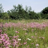 Auf feuchteren Bereichen der Ruhraue wächst die Kuckucks-Lichtnelke (Lychnis flos-cuculi), vergesellschaftet mit der Margerite (Leucanthemum vulgare).