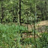 Die Schmalblättrige Hainsimse (Luzula luzuloides) ist eine unauffällige Charakterpflanze des "Hainsimsen-Buchenwalds" auf saurem Boden. Die schmalen, flachen Blätter lassen diese Horstpflanze grasartig aussehen. Sie gehört aber zu den Binsengewächsen (Juncaceae).