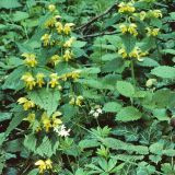 Verwandt mit der Geflecken Taubnessel und dem Gundermann ist die Goldnessel (Galeobdolon luteum).