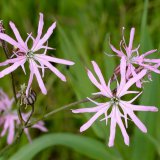 Die blass-roten Blüten der Kuckucks-Lichtnelke (Lychnis flos-cuculi) haben Blütenblätter, die in vier Zipfel gespalten sind.