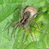 Die weibliche Wolfsspinne der Gattung Pardosa betreibt Brutfürsorge. Es trägt den an den Spinnwarzen befestigten Eikokon mit sich herum.