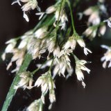 Die Hainsimsen (Gattung Luzula) bilden im Gegensatz zu den Gräsern kleine Blütensterne aus, die meist durch den Wind, z.T auch durch Insekten bestäubt werden.