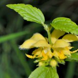Die goldgelben Lippenblüten der Goldnessel (Galeobdolon luteum) stehen quirlartig in den Achseln der oberen Blätter.