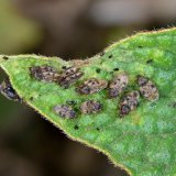 Auf den Blättern des Gewöhnlichen Beinwells (Symphytum officinale) lebt die nur 3-4 mm große Beinwell-Netzwanze (Dictyla humuli) mit einer netzartig strukturierten Körperoberseite. Die Blätter des Beinwells bieten dieser heimischen Wanzenart nicht nur Nahrung, sondern sind auch Paarungsort und Eiablageplatz.