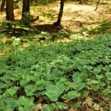 Das Schattenblümchen (Maianthemum bifolium), ein unscheinbares Liliengewächs (Liliaceae), bildet an schattigen Stellen durch Ausläufer größere Bestände.