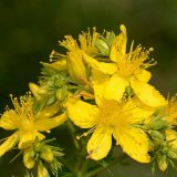 Ein Blütenstand des Tüpfel-Johanniskrauts (Hypericum perforatum).