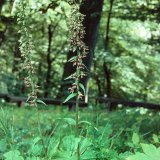 Am Waldrand und an den Rändern der Waldwege wächst auf nährstoffreichem Boden verbreitet die Breitblättrige Stendelwurz (Epipactis helleborine), eine häufige einheimische Orchidee. Die Breitblättrige Stendelwurz steht - wie alle einheimischen Orchideen - unter Naturschutz.