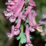 Zu den Frühjahrsblühern gehört auch der seltene Gefingerte Lerchensporn (Corydalis solida). Im Gegensatz zum Hohlen Lerchensporn (Corydalis cava) weist er am Blütenstand fingerförmig zerteilte Hochblätter auf.