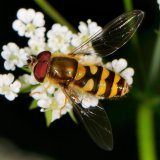 Doldenblüten sind eine begehrte Nahrungsquelle von Schwebfliegen, wie z.B. der Großen Schwebfliege (Syrphus ribesii).