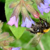 Die Blüten des Echten Lungenkrauts (Pulmonaria officinalis) am Mauerfuß ist intensiv besuchte Nahrungsquelle von verschiedenen Hummelarten, so auch der Gartenhummel (Bombus hortorum).