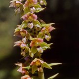 Die typischen attraktiven Orchideenblüten der Breitblättigen Stendelwurz (Epipactis helleborine) werden meist von Fliegen und Bienen bestäubt.