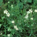 Die Große Sternmiere (Stellaria holostea), ein Nelkengewächs, ist in krautreichen Wäldern häufig.