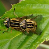 Die Gewöhnliche Sumpfschwebfliege (Helophilus pendulus), hier die Paarung, besucht verschiedene Wiesenblumen als Nahrungsquelle. Ihre Larve entwickelt sich in nähstoffreichen Gewässern.