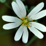 Die Große Sternmiere (Stellaria holostea) besitzt sternförmige weiße Blüten mit fünf in der Mitte zerteilten Blütenblättern.