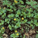 Der Hain-Gilbweiderich (Lysimachia nemorum) wächst an feuchten Wegrändern und Quellstellen im Wald.