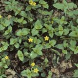 Der Hain-Gilbweiderich (Lysimachia nemorum) wächst an feuchten Wegrändern und Quellstellen im Wald.