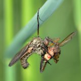 Die Gewürfelte Tanzfliege (Empis tesselata) ist eine große Fliege mit langem Rüssel. Besonders das Männchen lebt räuberisch und fängt mit seinen bedornten Raubbeinen andere Insekten. Es nutzt seine Beute auch als Brautgeschenk.
