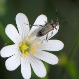 Die Blüten der Großen Sternmiere (Stellaria holostea) werden von verschiedenen Käfern, wie hier dem Schwarzen Schmalbock (Strangalia nigra), als Pollenquelle aufgesucht.