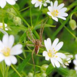 Im Blättergewirr der Großen Sternmiere (Stellaria holostea) lauerte die Raubspinne (Pisaura mirabilis) auf Beute.