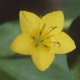 Die Blüte des Hain-Gilbweiderichs (Lysimachia nemorum), einem Primelgewächs (Primulaceae).