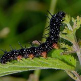 Die Große Brennnessel (Urtica dioica) ist Nahrungspflanze für eine Reihe von Schmettlingsraupen. Dazu gehört auch die Raupe des Tagpfauenauges (Inachis io).