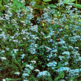 Das Wald-Vergissmeinnicht (Myosotis sylvatica) kommt in krautreichen Laubwäldern nur zertreut vor. Es ist die Stammform der zweijährigen Gartenzierpflanze, die häufig verwildert.