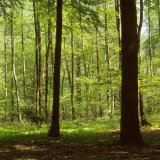 Auf der sumpfigen Fläche eines Quellbereichs wachsen Schwarzerlen (Alnus glutinosa). Sie gehen mit Luftstickstoff bindenden Actinomyceten (verzweigte Bakterien) in Wurzelknöllchen eine Symbiose, Actinorhiza genannt, ein. Durch die bakterielle Versorgung mit zusätzlichem Stickstoff können Schwarzerlen als Pionierpflanzen auf nährstoffarmen feuchten oder nassen Böden siedeln.