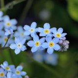 Die Blüten des Wald-Vergissmeinnichts (Myosotis sylvatica) weisen einen verengten Blüteneingang auf, an dessen oberem Rand sich ein gelber Ring befindet. Dieser hat die Funktion eines Saftmalrings sowie von Staubbeutelattrappen.