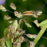 Die Weichwanze (Leptopterna dolobrata) ist häufig an den Ähren von hochwachsenden Gräsern zu finden, an denen sie saugt. Das bräunlich gefärbte Männchen (rechts oben) hat voll ausgebildete Flügel, das gelb-grün gefärbte Weibchen (links unten) meist nur unvollständig ausgebildete Flügel. Die Wanzen sind im Blütenstand des Knäuelgrases (Dactylis glomerata) gut getarnt.