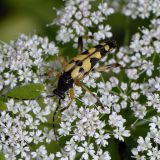 Auf den Doldenblüten sucht der Gefleckte Schmalbock (Leptura maculata) nach Nektar und Pollen.