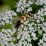 Auf den Doldenblüten sucht der Gefleckte Schmalbock (Leptura maculata) nach Nektar und Pollen.