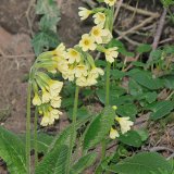 Die Waldschlüsselblume (Primula elatior) ist eine in humusreichen Laubwäldern verbreitete Primel. Sie blüht im März/April.