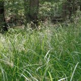 Die bis 1 Meter hohe Waldsimse (Scirpus sylaticus) bildet im Quellsumpf unter den Schwarzerlen einen großen, dichten Bestand.