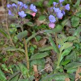 Zu den Frühjahrsblühern der Krautschicht des nährstoffreichen Laubwalds gehört das echte Lungenkraut (Pulmonaria officinale). Es ist in der Sternhelle eine verbreitete Nektarpflanze für Blütenbesucher.