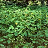 Am feuchten Rand des Quellsumpfs wächst das Große Springkraut oder Rühr-mich-nicht-an (Impatiens noli-tangere).