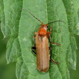 Den Variablen Weichkäfer (Cantharis livida) findet man verbreitet auf Blättern von Kräutern und Sträuchern, wo er nach seinen Beutetieren, kleinen anderen Insekten, sucht.