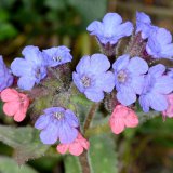 Der Blütenstand des Echten Lungenkrauts (Pulmonaria officinale) weist eine interessante Zweifärbung auf: Blütenknospen und junge Blüten sind rot, ältere Blüten blau-violett gefärbt.
