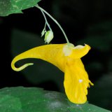 Im langen Sporn der Blüte des Großen Springkrauts (Impatiens noli-tangere) wird Nektar für Blütenbesucher und Bestäuber produziert.