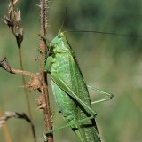 Das Grüne Heupferd (Tettigonia viridissima) ist eine große heimische Laubhauschrecke. Sie kann mit den langen Flügeln gut fliegen. Die Heuschrecke ernährt sich hauptsächlich als Räuber von anderen Insekten, welche sie mit ihren bedornten Vorder- und Mittelbeinen fängt.