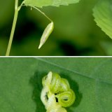 Die Wand der Samenkapsel des Großen Springkrauts (Impatiens noli-tangere) wird durch erhöhten Turgordruck (Zellinnendruck auf die Zellwand) gespannt. Bei Berührung reißt die Kapselwand an den vorgefertigten Nähten auf und die einzelnen Kapselwandstreifen rollen sich sehr schnell auf. Dabei werden die Samen explosionsartig mehrere Meter weit weggeschleudert.