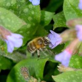 Das Echte Lungenkraut (Pulmonaria officinale) wird häufig als Nahrungsquelle von verschiedenen Insekten, besonders von Bienen und Hummeln wie dem Männchen der Frühjahrs-Pelzbiene (Anthophora plumipes) besucht.