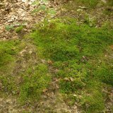 Auf lehmigen Hangflächen ohne viel Falllaub bilden sich größere Moospolster mit Schönem Frauenhaarmoos (Polytrichum formosum) und Wellenblättrigem Katharinenmoos (Atrichum undulatum).