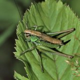 Roesels Beißschrecke (Metrioptera roeseli) ist eine häufige Laubheuschrecke in Gras- und Krautfluren. Sie ernährt sich hauptsächlich von Gräsern, daneben auch von kleinen Insekten.