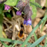Auch der Große Wollschweber (Bombylius major) kann mit seinem langen Rüssel Nektar aus der kelchförmigen Blüte des Echten Lungenkrauts (Pulmonaria officinale) saugen.