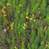 Die reifen Sporenkapseln des Schönen Frauenhaarmoos (Polytrichum formosum) werden von einer mützenartigen Haube bedeckt. Zur Verbreitung der Sporen wird die Haube abgeworfen.