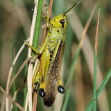 Die Große Goldschrecke (Chrysochraon dispar) – hier ein Männchen - ist eine verbreitete Kurzfühlerschrecke, die in feuchten Wiesen und an Gräben lebt.