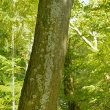 An den Baumstämmen in feuchten Talbereichen wachsen verschiedene Arten von Krusten- und Blattflechten.